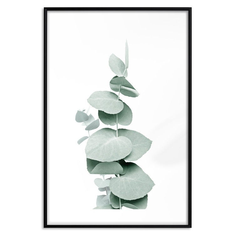 Poster Eucalyptus - Green Branch of a Plant on a White Background 146148 additionalImage 27