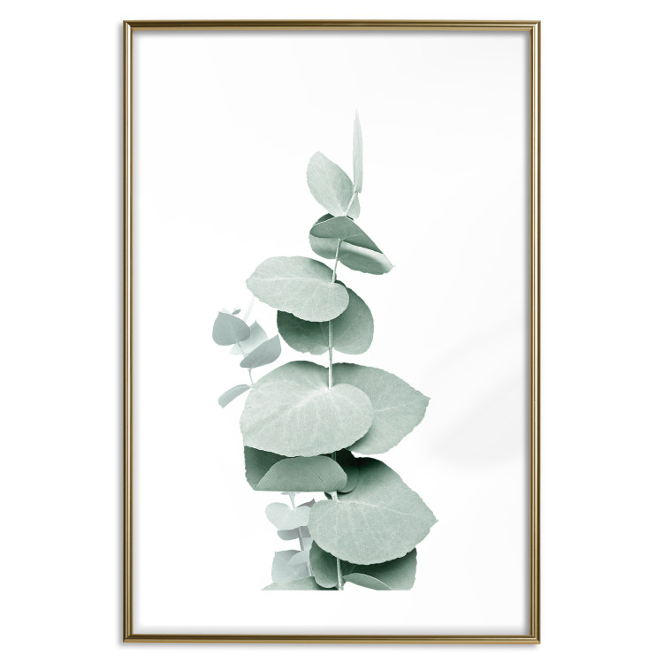 Poster Eucalyptus - Green Branch of a Plant on a White Background 146148 additionalImage 24