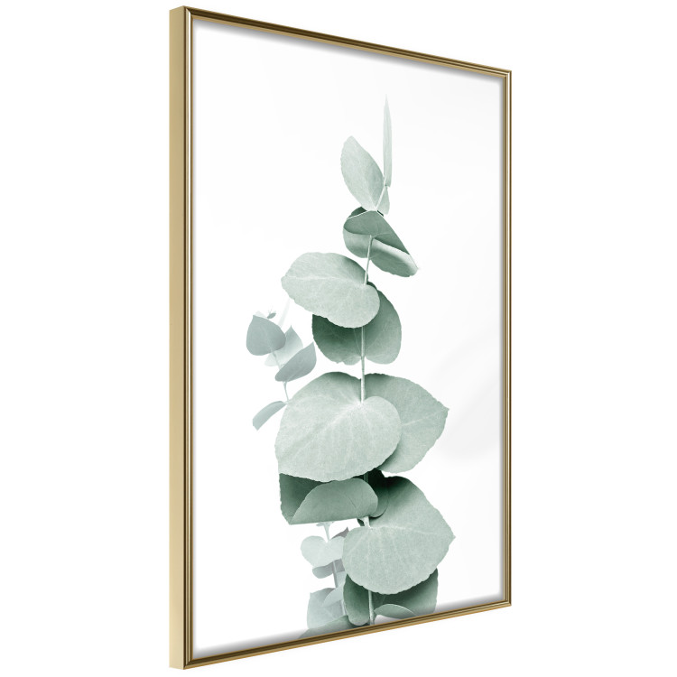 Poster Eucalyptus - Green Branch of a Plant on a White Background 146148 additionalImage 5
