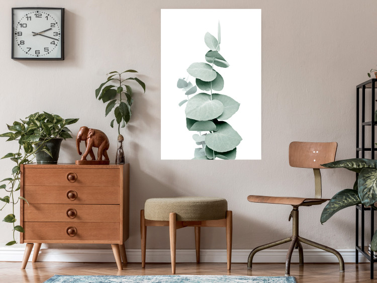 Poster Eucalyptus - Green Branch of a Plant on a White Background 146148 additionalImage 13