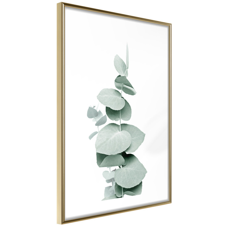 Poster Eucalyptus - Green Branch of a Plant on a White Background 146148 additionalImage 9