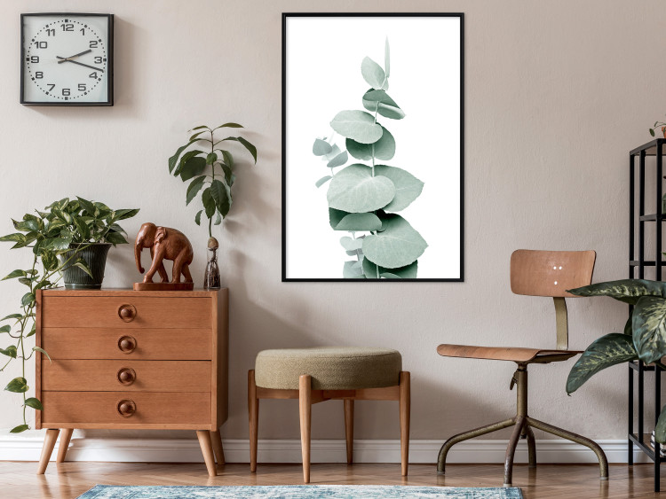 Poster Eucalyptus - Green Branch of a Plant on a White Background 146148 additionalImage 12
