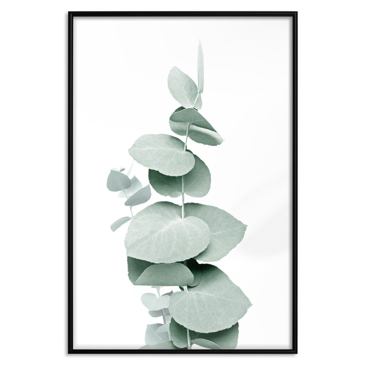 Poster Eucalyptus - Green Branch of a Plant on a White Background 146148 additionalImage 22