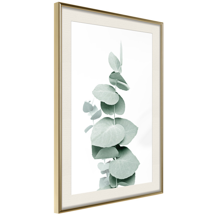Poster Eucalyptus - Green Branch of a Plant on a White Background 146148 additionalImage 10