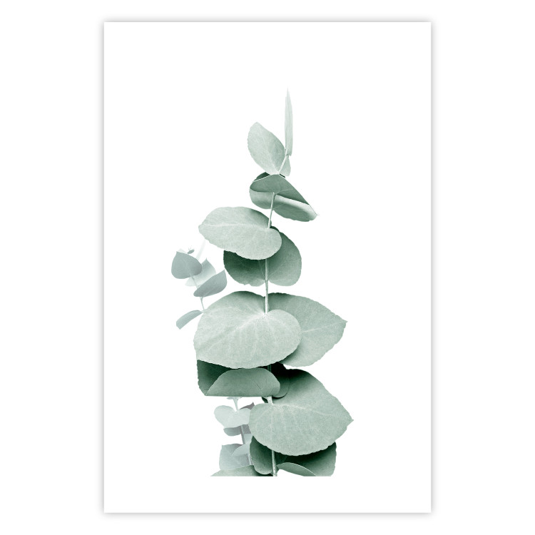 Poster Eucalyptus - Green Branch of a Plant on a White Background 146148 additionalImage 17