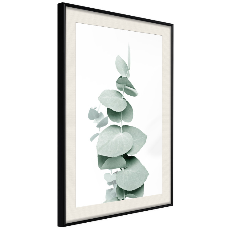 Poster Eucalyptus - Green Branch of a Plant on a White Background 146148 additionalImage 8
