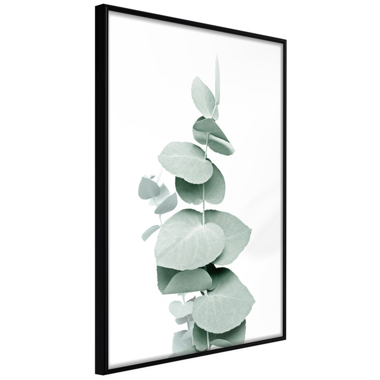 Poster Eucalyptus - Green Branch of a Plant on a White Background 146148 additionalImage 4