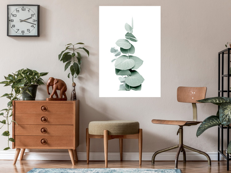 Poster Eucalyptus - Green Branch of a Plant on a White Background 146148 additionalImage 11