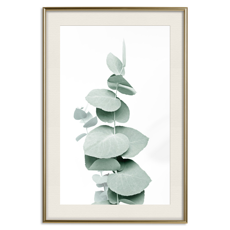 Poster Eucalyptus - Green Branch of a Plant on a White Background 146148 additionalImage 25