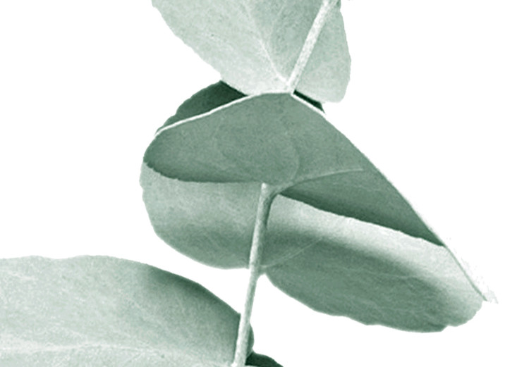 Poster Eucalyptus - Green Branch of a Plant on a White Background 146148 additionalImage 3