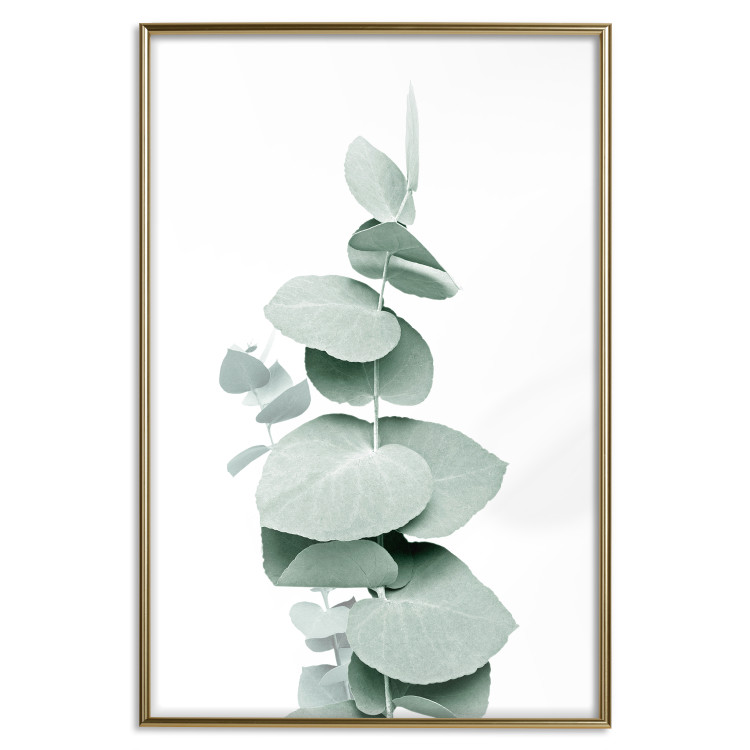 Poster Eucalyptus - Green Branch of a Plant on a White Background 146148 additionalImage 18
