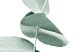 Poster Eucalyptus - Green Branch of a Plant on a White Background 146148 additionalThumb 3