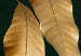 Poster Mango Leaves - Branch in Warm Tones on a Dark Background 148848 additionalThumb 2