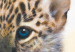Canvas Art Print Little Leopard 49448 additionalThumb 3