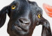 Wall Poster Funny goats - humorous composition with a black and white animal 114358 additionalThumb 8