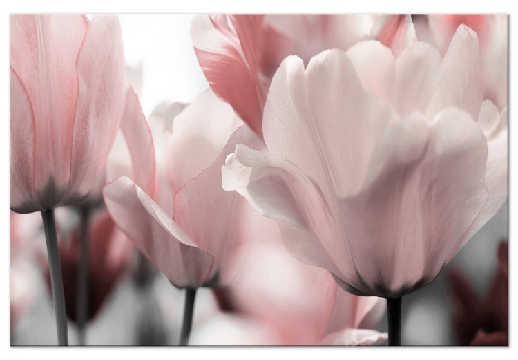 Canvas Print Spring Petals (1-part) - Tulip Flower in Pink Hue 117158
