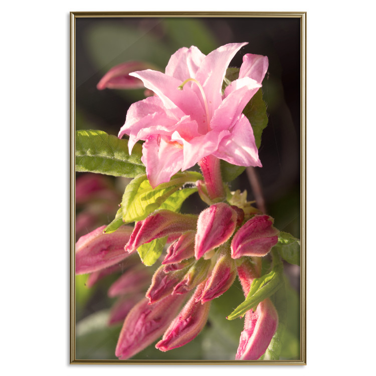 Poster Natural Pink - botanical composition with a flower with colorful petals 120458 additionalImage 19
