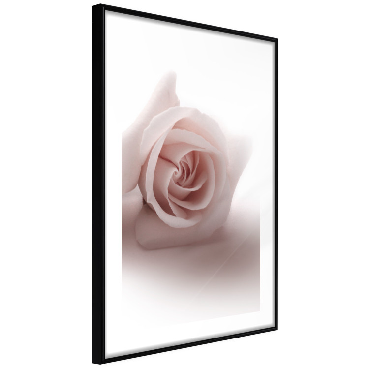 Poster Rose Shadow - light pink rose casting a shadow on a white background 122858 additionalImage 13