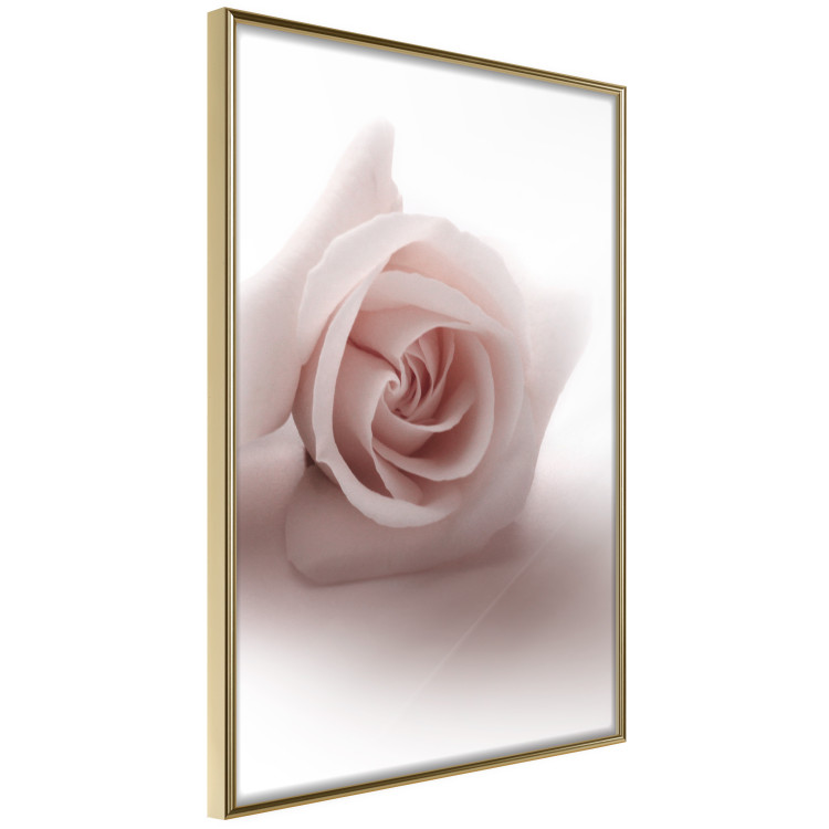 Poster Rose Shadow - light pink rose casting a shadow on a white background 122858 additionalImage 14