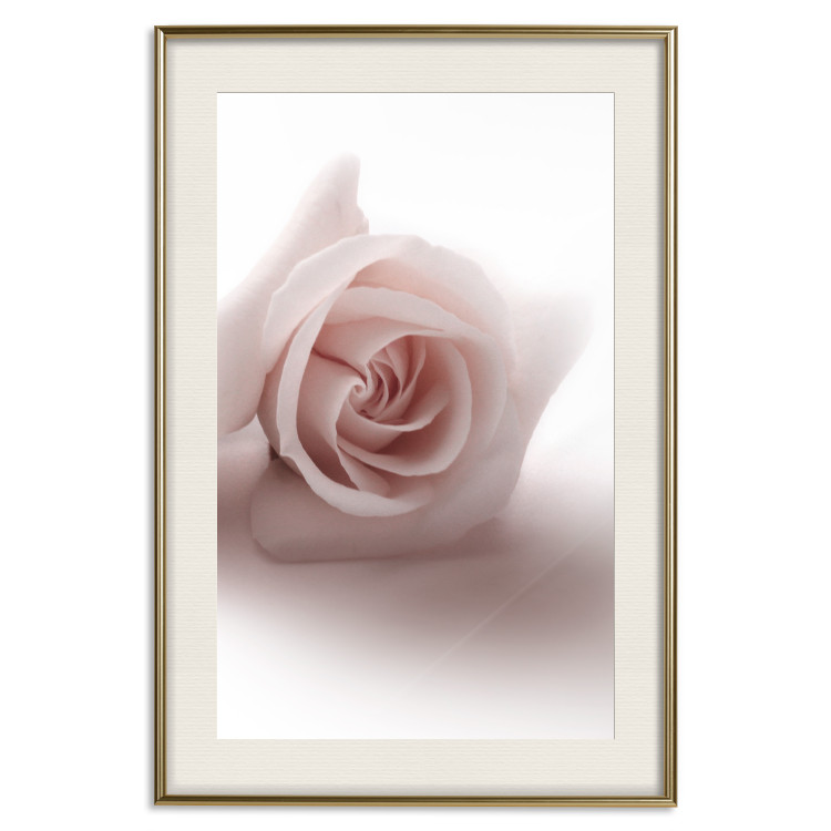 Poster Rose Shadow - light pink rose casting a shadow on a white background 122858 additionalImage 19