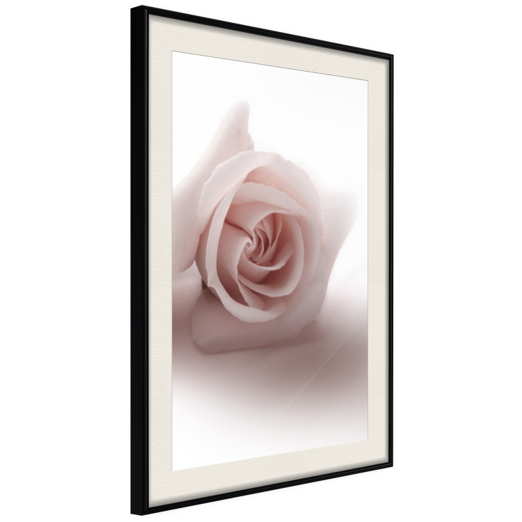 Poster Rose Shadow - light pink rose casting a shadow on a white background 122858 additionalImage 3