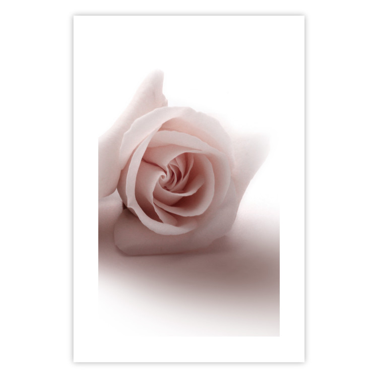 Poster Rose Shadow - light pink rose casting a shadow on a white background 122858 additionalImage 25