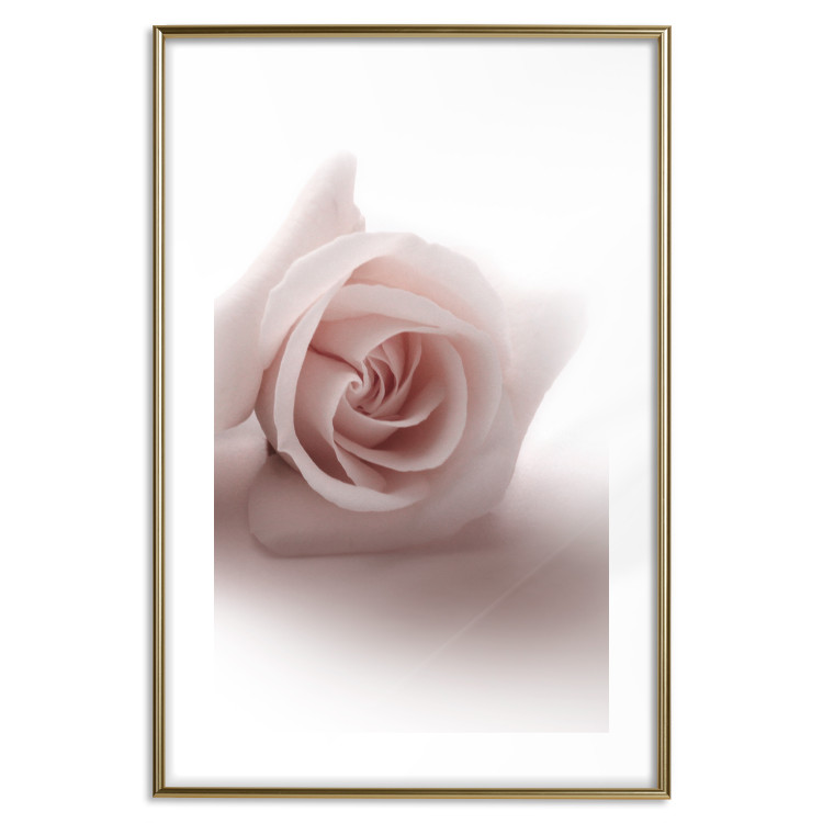 Poster Rose Shadow - light pink rose casting a shadow on a white background 122858 additionalImage 16