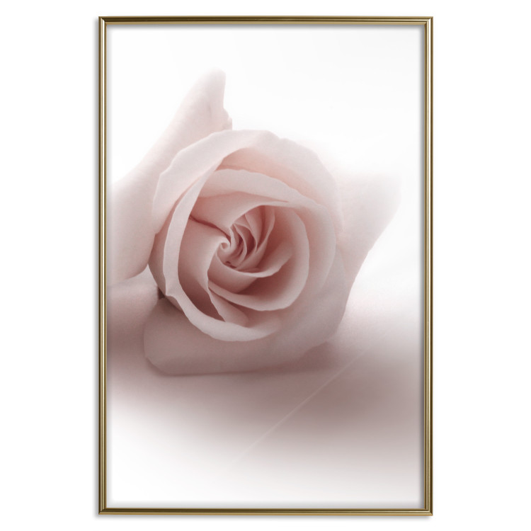 Poster Rose Shadow - light pink rose casting a shadow on a white background 122858 additionalImage 20