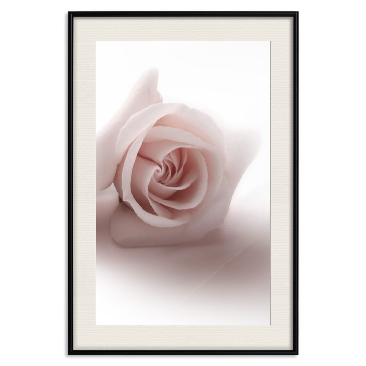 Poster Rose Shadow - light pink rose casting a shadow on a white background 122858 additionalImage 18