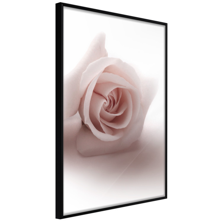 Poster Rose Shadow - light pink rose casting a shadow on a white background 122858 additionalImage 12