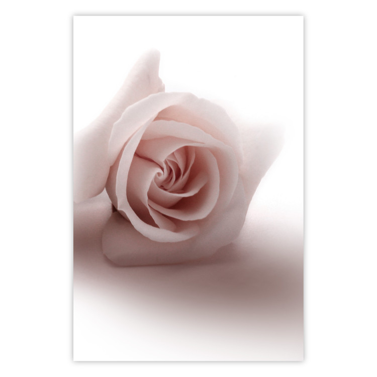 Poster Rose Shadow - light pink rose casting a shadow on a white background 122858