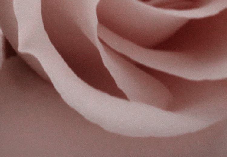 Poster Rose Shadow - light pink rose casting a shadow on a white background 122858 additionalImage 10