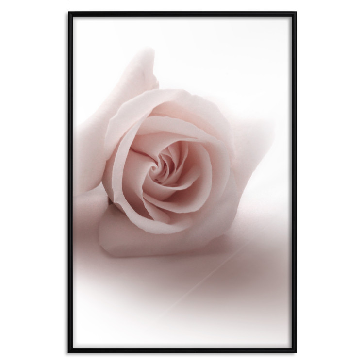 Poster Rose Shadow - light pink rose casting a shadow on a white background 122858 additionalImage 24