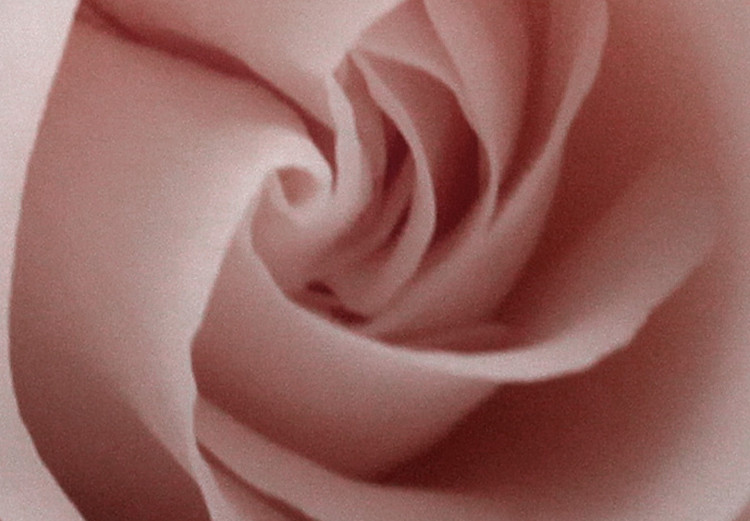 Poster Rose Shadow - light pink rose casting a shadow on a white background 122858 additionalImage 11