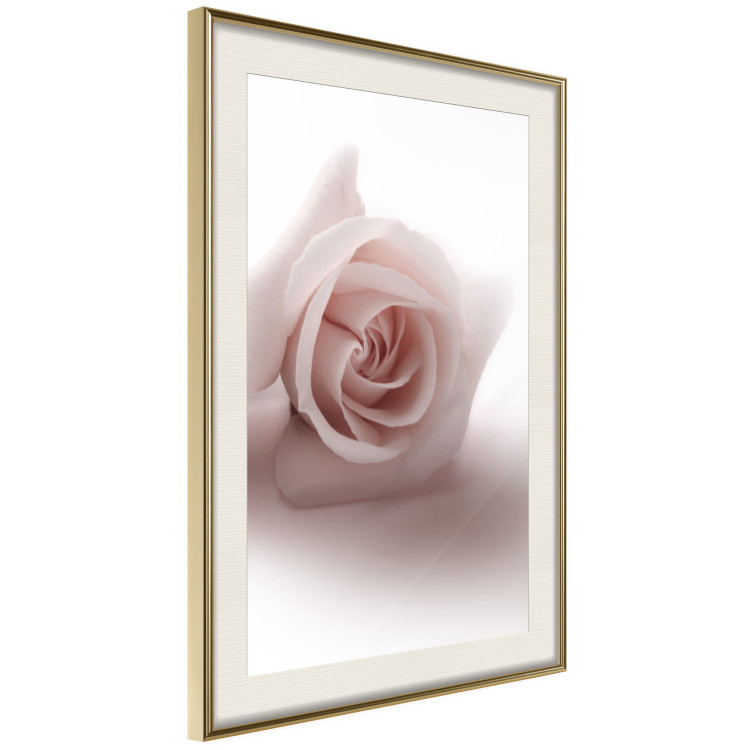 Poster Rose Shadow - light pink rose casting a shadow on a white background 122858 additionalImage 2