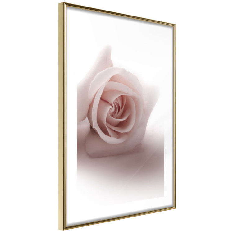 Poster Rose Shadow - light pink rose casting a shadow on a white background 122858 additionalImage 8