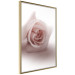 Poster Rose Shadow - light pink rose casting a shadow on a white background 122858 additionalThumb 14