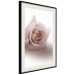 Poster Rose Shadow - light pink rose casting a shadow on a white background 122858 additionalThumb 3