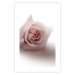 Poster Rose Shadow - light pink rose casting a shadow on a white background 122858 additionalThumb 25