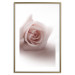 Poster Rose Shadow - light pink rose casting a shadow on a white background 122858 additionalThumb 16