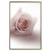 Poster Rose Shadow - light pink rose casting a shadow on a white background 122858 additionalThumb 20