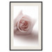 Poster Rose Shadow - light pink rose casting a shadow on a white background 122858 additionalThumb 18