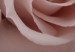 Poster Rose Shadow - light pink rose casting a shadow on a white background 122858 additionalThumb 10
