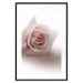 Poster Rose Shadow - light pink rose casting a shadow on a white background 122858 additionalThumb 17