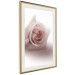 Poster Rose Shadow - light pink rose casting a shadow on a white background 122858 additionalThumb 2