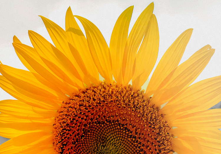 Canvas Print Sunflower Quartet (4 Parts) 124358 additionalImage 4