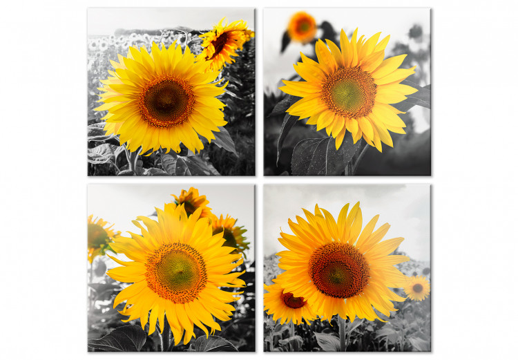 Canvas Print Sunflower Quartet (4 Parts) 124358