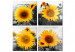 Canvas Print Sunflower Quartet (4 Parts) 124358