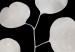 Canvas Print Eucalyptus Twig - Minimalist Plant on a Black Background 146158 additionalThumb 5