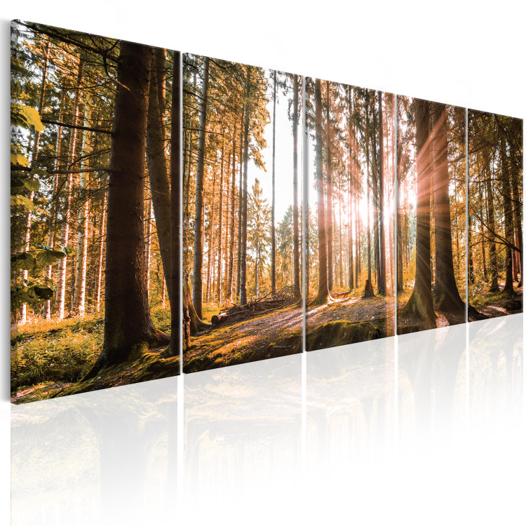 Canvas Beauty of Forest Nature (5-piece) - Sunny Landscape of Trees on Canvas 98558 additionalImage 2